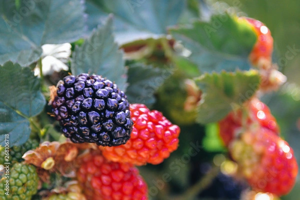 Fototapeta Blackberries