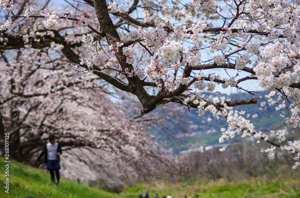 Fototapeta 桜並木