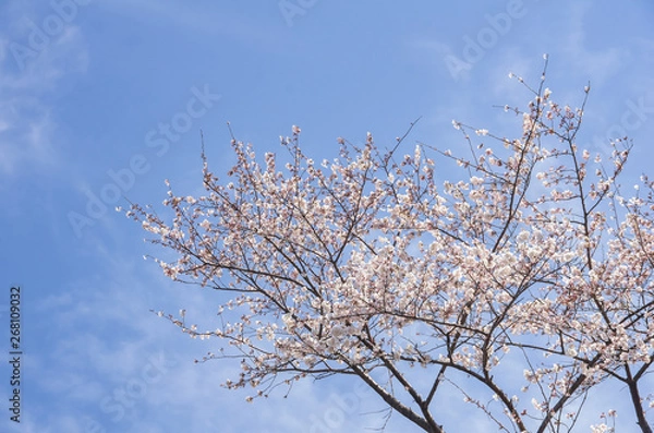 Fototapeta 空と桜