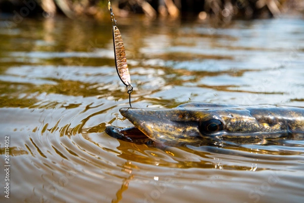 Fototapeta Angling predator fish