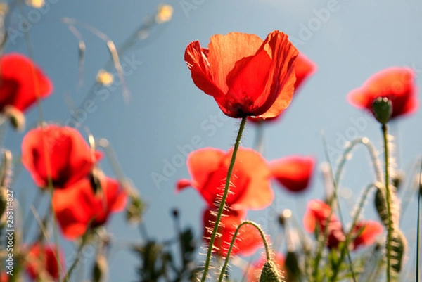 Fototapeta Red poppy flowers