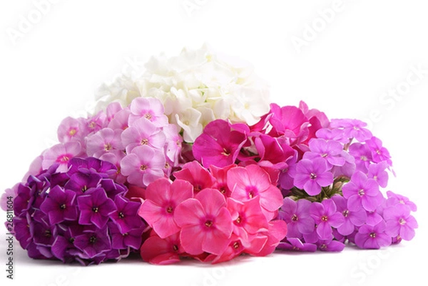 Obraz Phlox