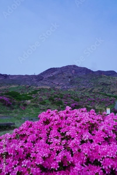 Obraz ミヤマキリシマの花が満開の阿蘇中岳の風景