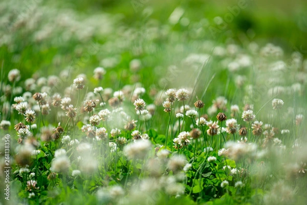 Obraz シロツメクサ