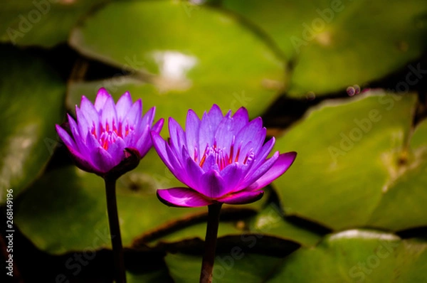 Obraz lotus in pond
