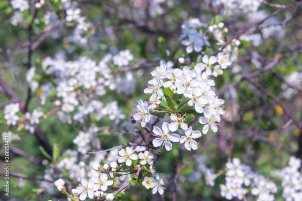 Fototapeta Cherry Flowering. Close up of white spring cherry flowers