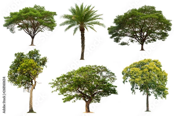 Fototapeta Tree collection in tropical forest on a white background