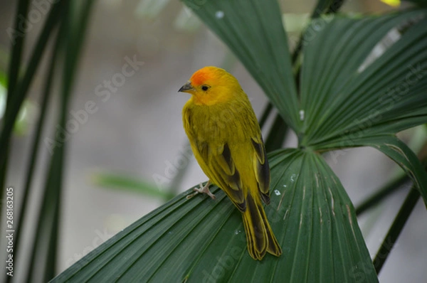 Obraz Yellow finch on a leaf