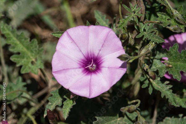 Obraz Mallow Bindweed Flower in Bloom in Springtime