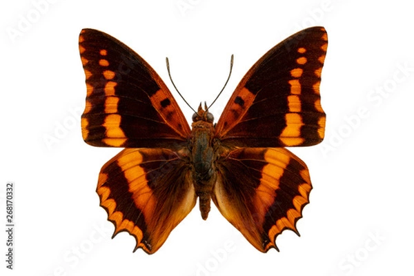 Obraz charaxes butterfly on white background