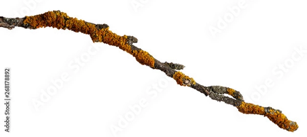 Obraz A branch of old dry wood is covered with a yellow lichen. Isolated on a white background.