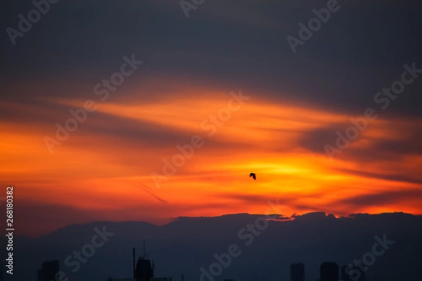 Obraz sunset over the geese
