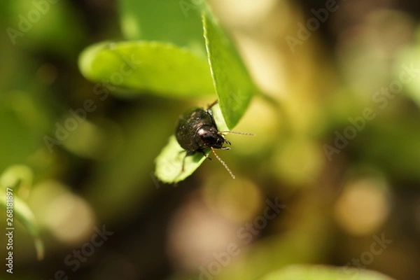 Fototapeta Ищейка