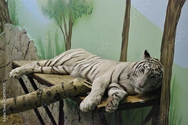 Obraz tiger in zoo