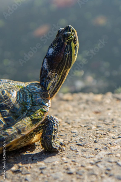 Fototapeta A Red-Eared Slider (Trachemys scripta elegans) Terrapin from the Turtle Pond in Central Park New York close up head portrait
