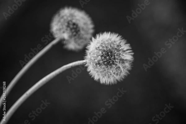 Obraz Dwa dmuchawce czarnobiałe