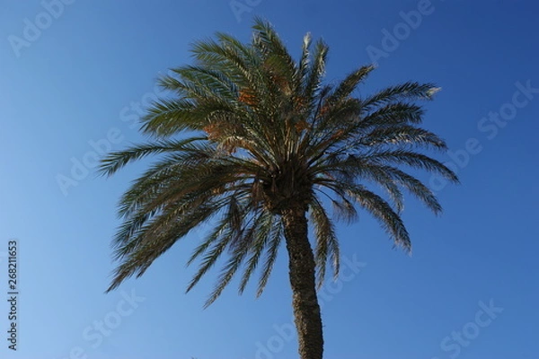 Fototapeta Palma na niebieskim niebie