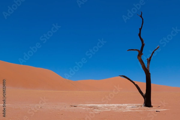 Obraz tree at deadvlei in namibia