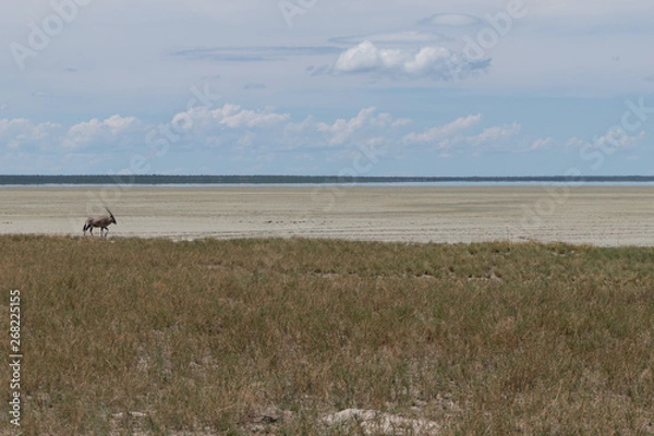Obraz Oryx walking along etosha pan