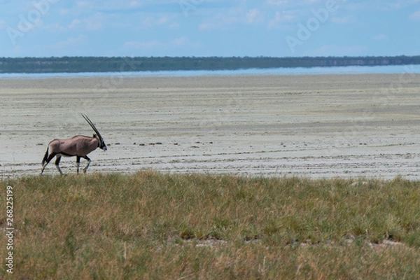 Obraz Oryx walking along etosha pan