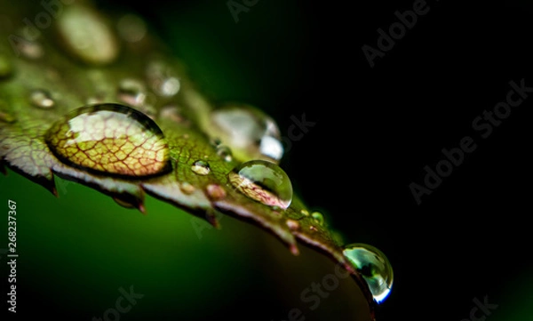 Fototapeta Rain drops and fresh rose leaf