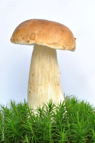 Fototapeta Boletus