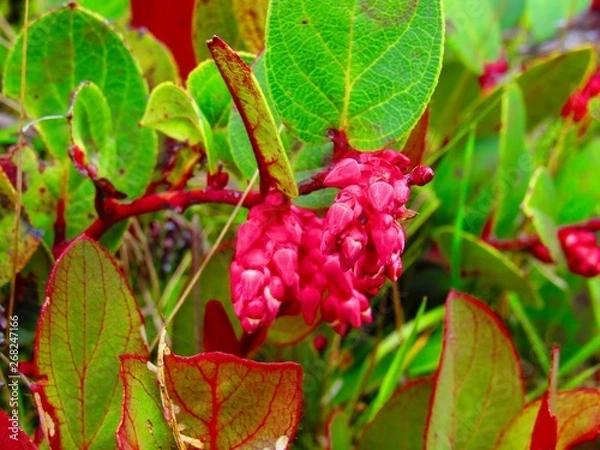 Fototapeta FLOR VERANO