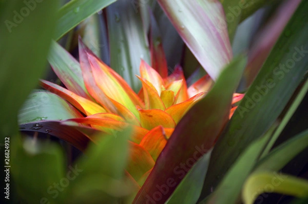 Obraz wonderful flower