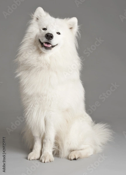 Obraz Samoyed dog