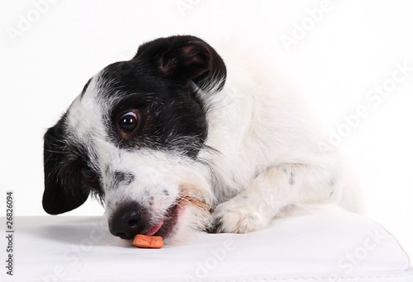 Obraz Sanchos Leckerlies