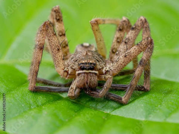 Fototapeta Close-up of a brown recluse spider