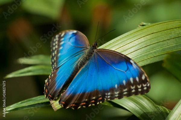 Obraz Blue Morpho Butterfly