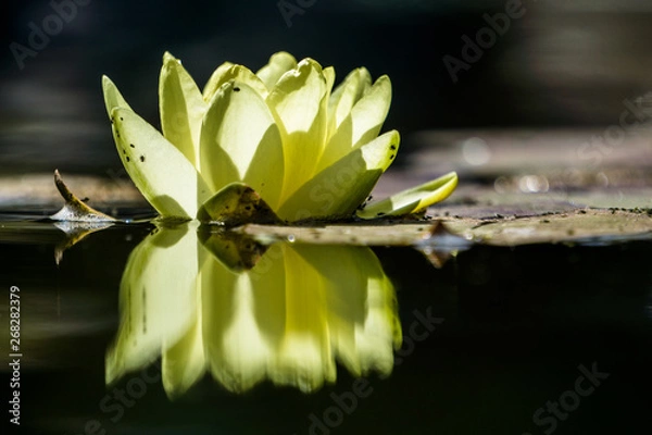 Obraz Flor de loto reflejada