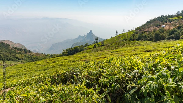 Fototapeta Scenic view of kodanad view point, Rangaswamy pillar valley view where mountains are covered in mists with blue sky background.taken from tea estate using leading lines techniques. 