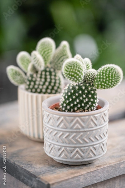 Fototapeta Cactus lover. Collection of cactus in stylish ceramic pots on the wooden table. Minimalistic home interior with composition of cactus and succulents . Stylish concept of home garden.