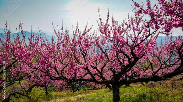 Fototapeta 가로숫길에 핀 빨간 복사꽃