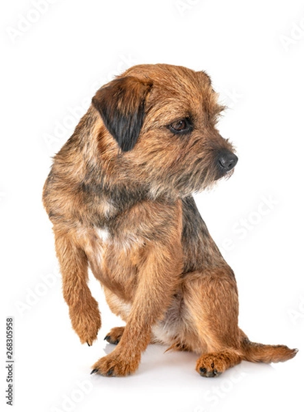 Fototapeta border terrier in studio