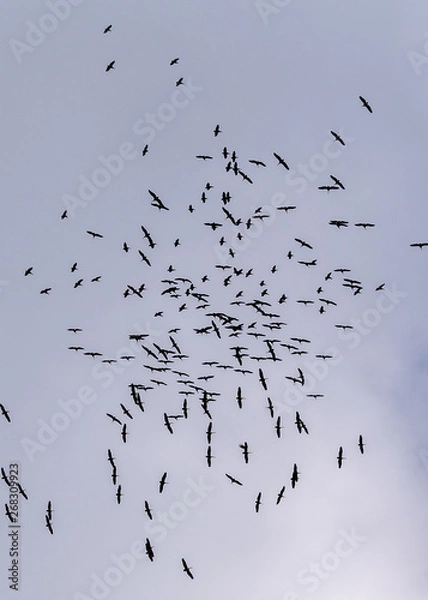 Obraz pelicans in flight