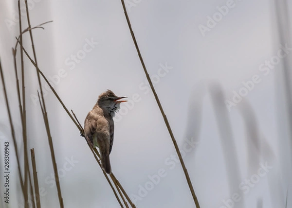 Obraz sparrow on branch