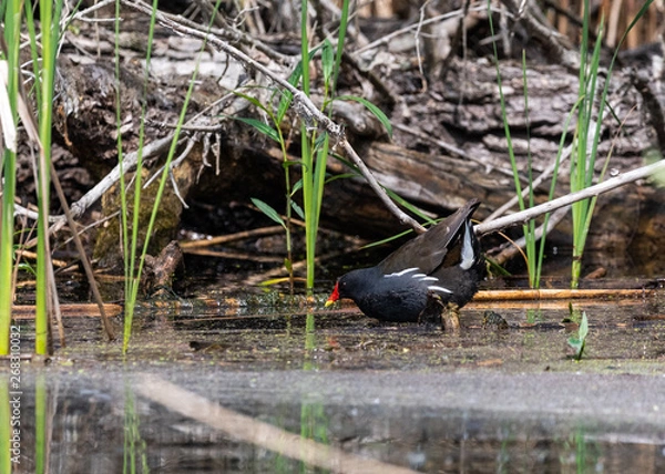 Obraz Wild chick in danube delta