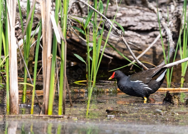 Obraz Wild chick in danube delta