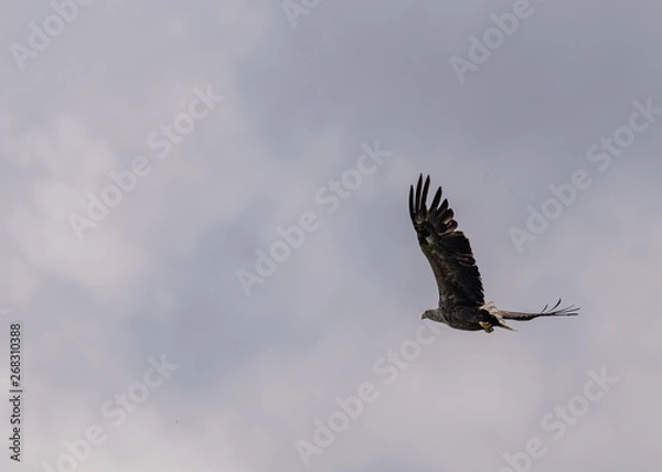 Obraz Sokół w locie
