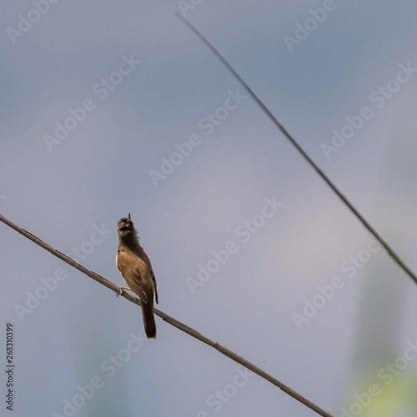 Obraz sparrow on branch