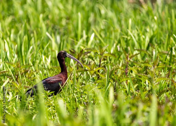 Obraz Bird in the grass