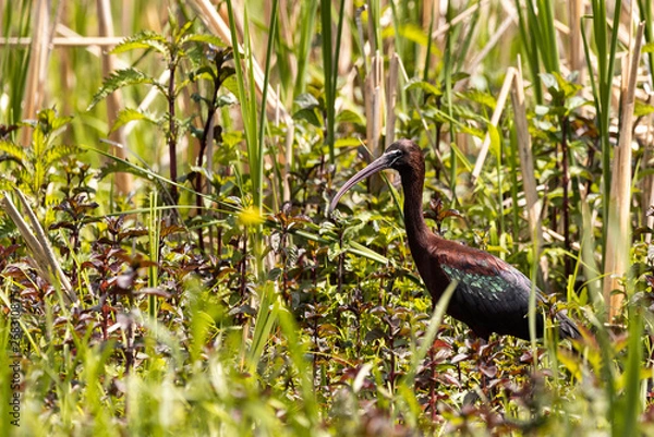 Obraz bird in the grass