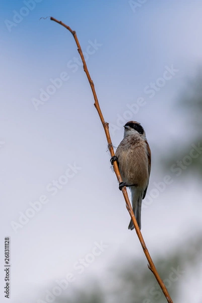 Obraz bird on branch