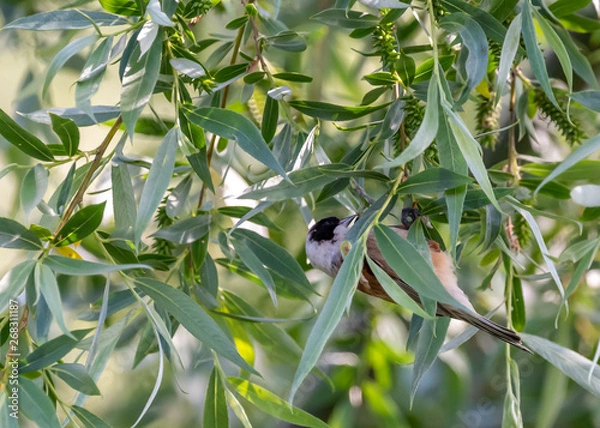 Fototapeta bird on a branch