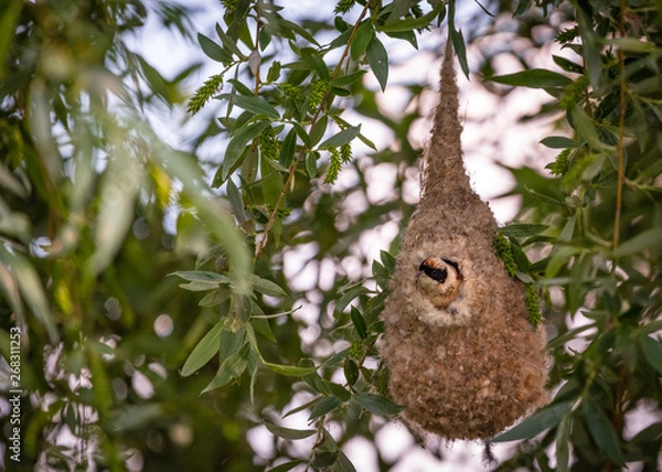 Obraz Bird in it's nest