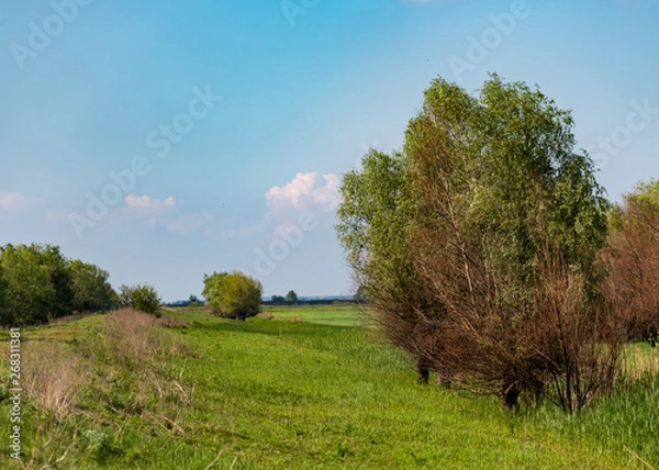 Obraz tree in a field