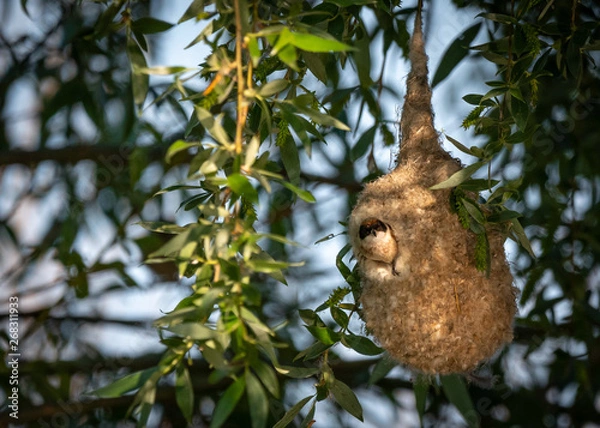 Fototapeta Bird in it's nest